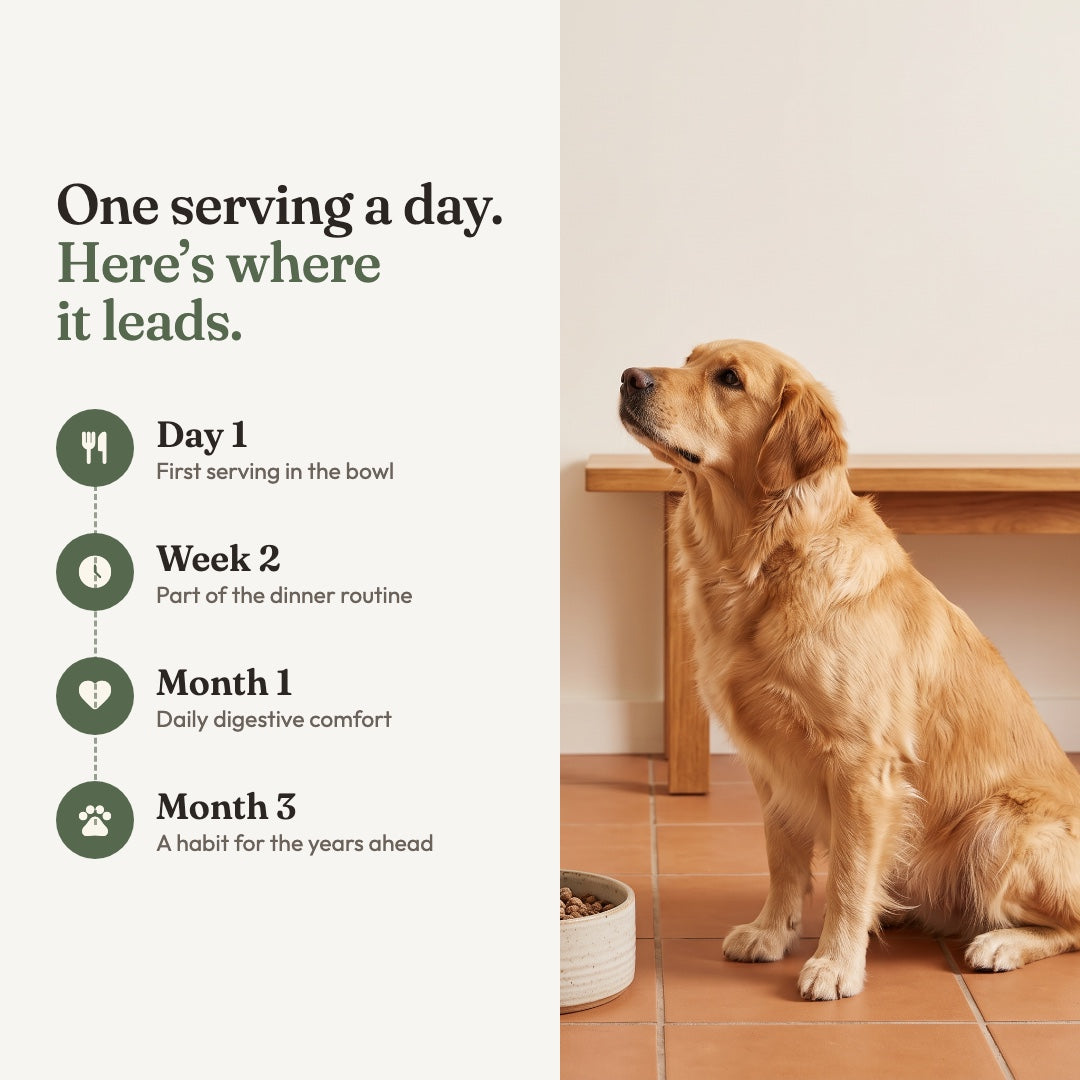 Tummy Drops for Dogs