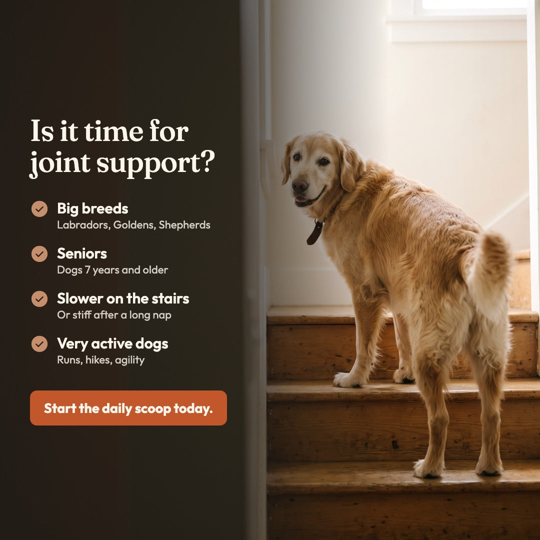 Hip & Joint Powder for Dogs