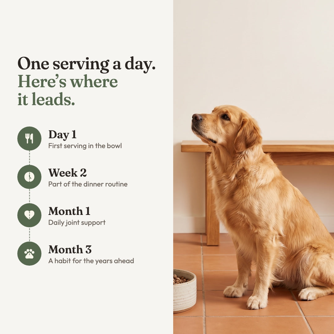 Hip & Joint Powder for Dogs