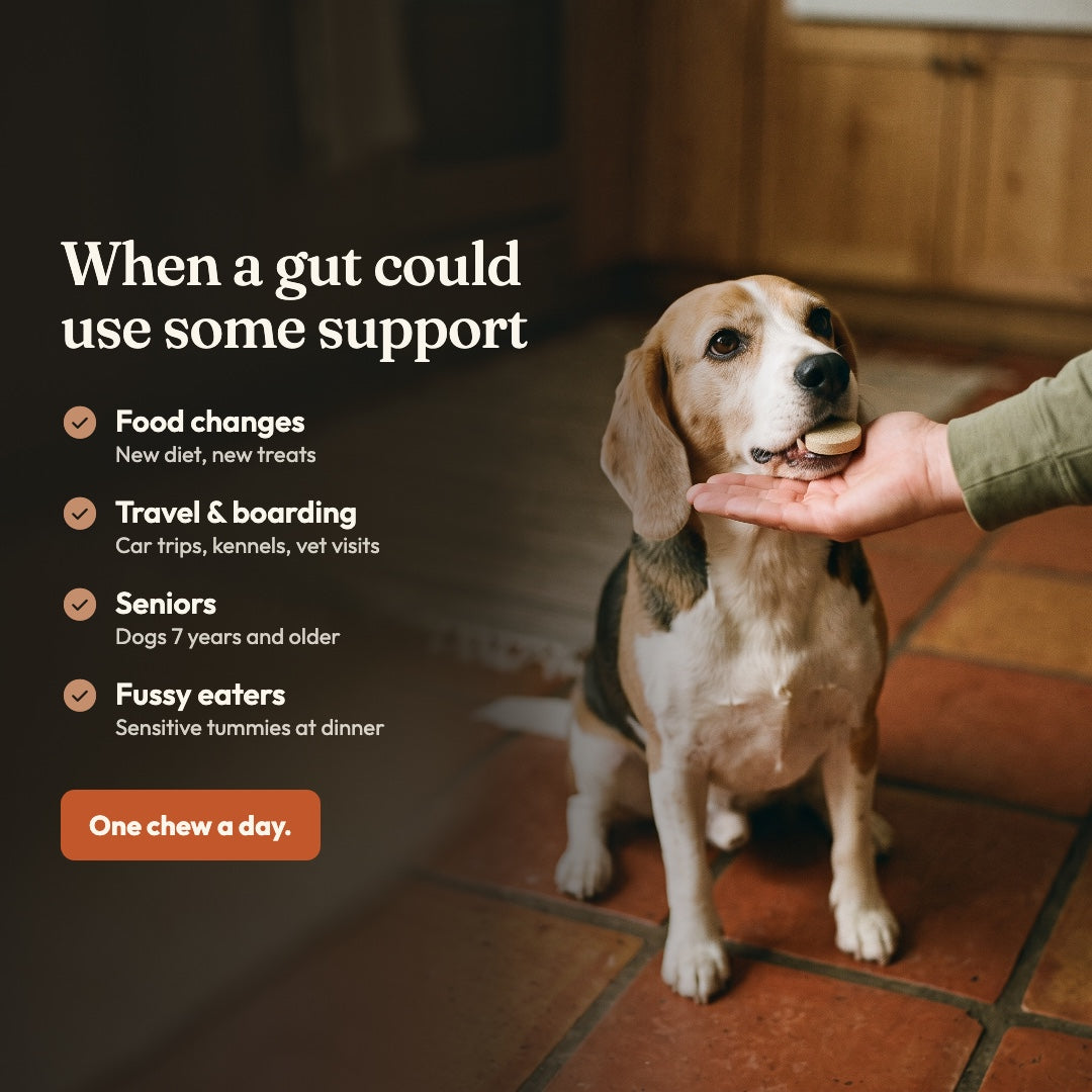 Probiotic Chewable Tablets for Dogs