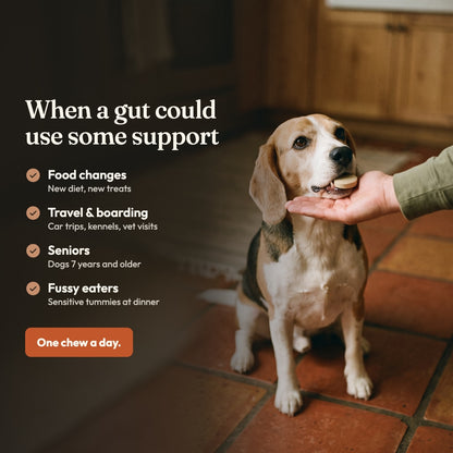 Probiotic Chewable Tablets for Dogs