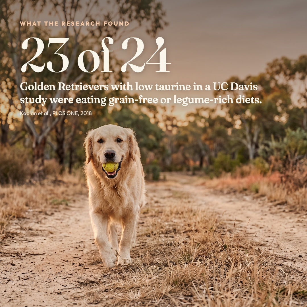 Taurine Powder for Dogs