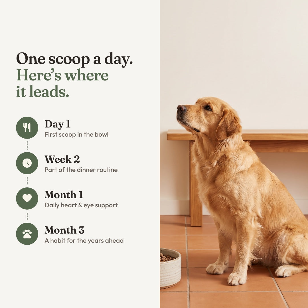 Taurine Powder for Dogs